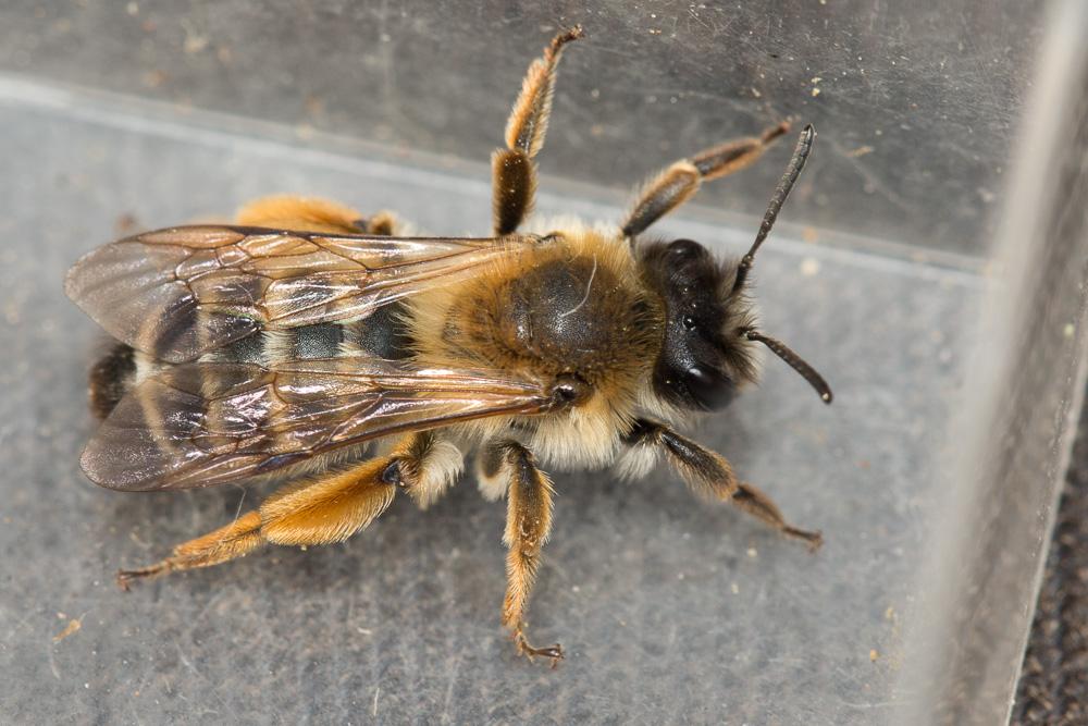Andrena gravida Imhoff, 1832