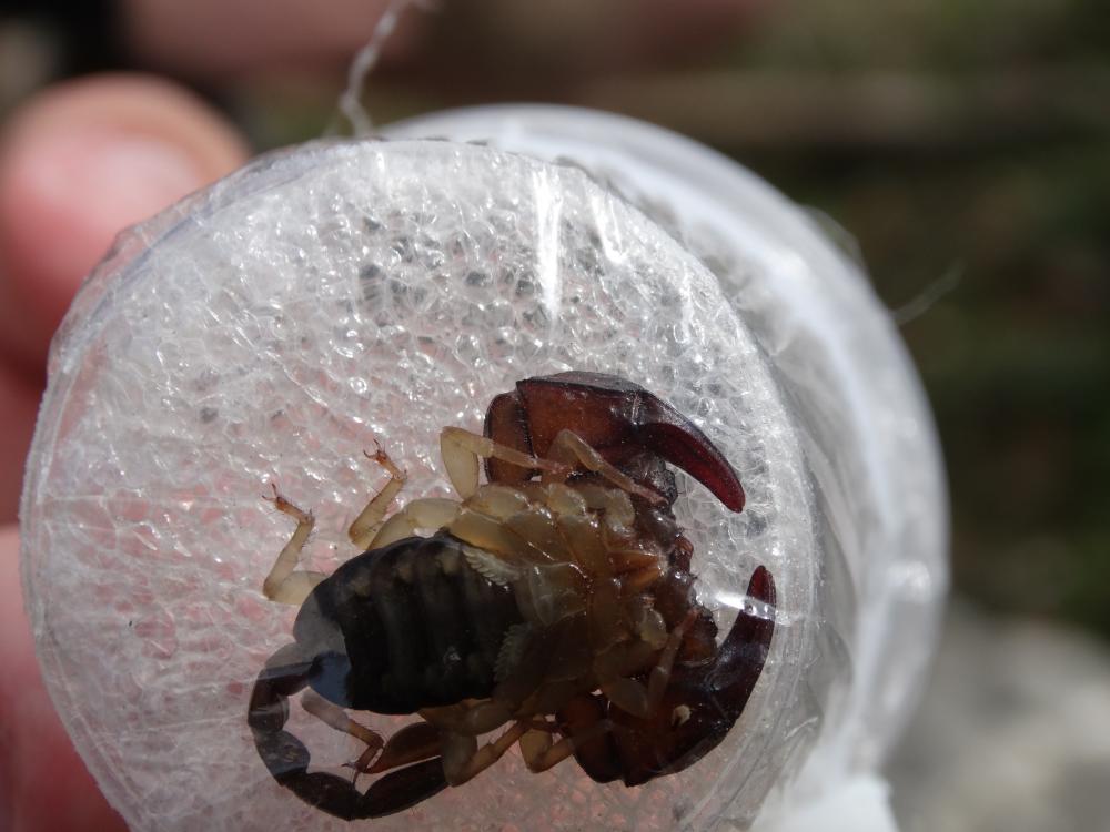 Euscorpius niciensis (C.L. Koch, 1841)