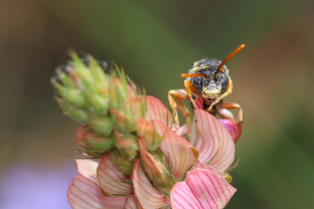 Nomada gribodoi Schmiedeknecht, 1882