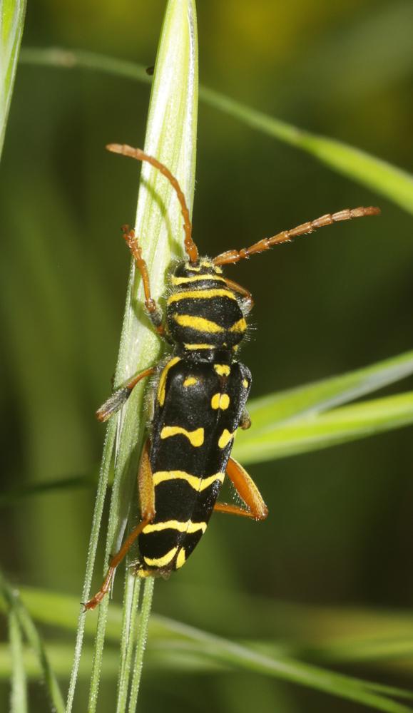 Clyte arqué Plagionotus arcuatus (Linnaeus, 1758)