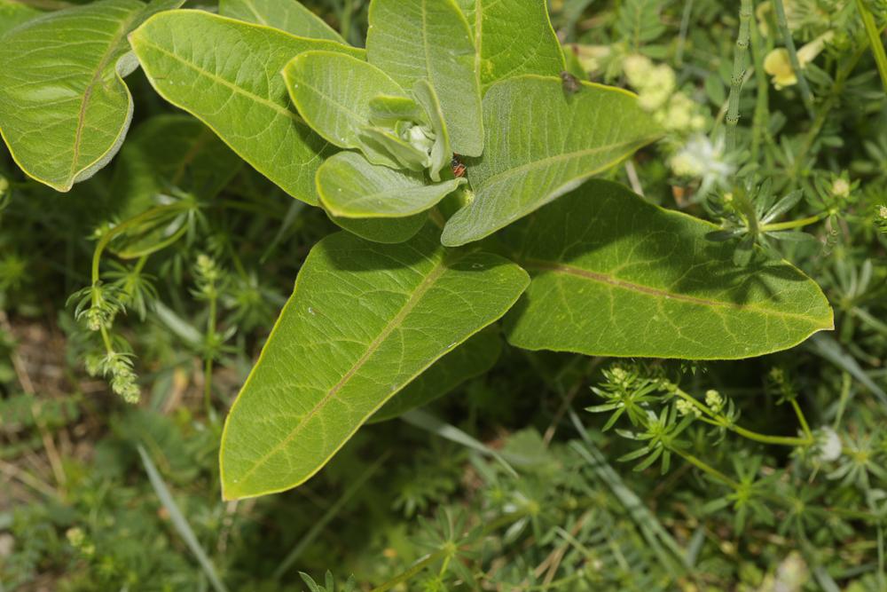 Herbe à la ouate, Herbe aux perruches Asclepias syriaca L., 1753
