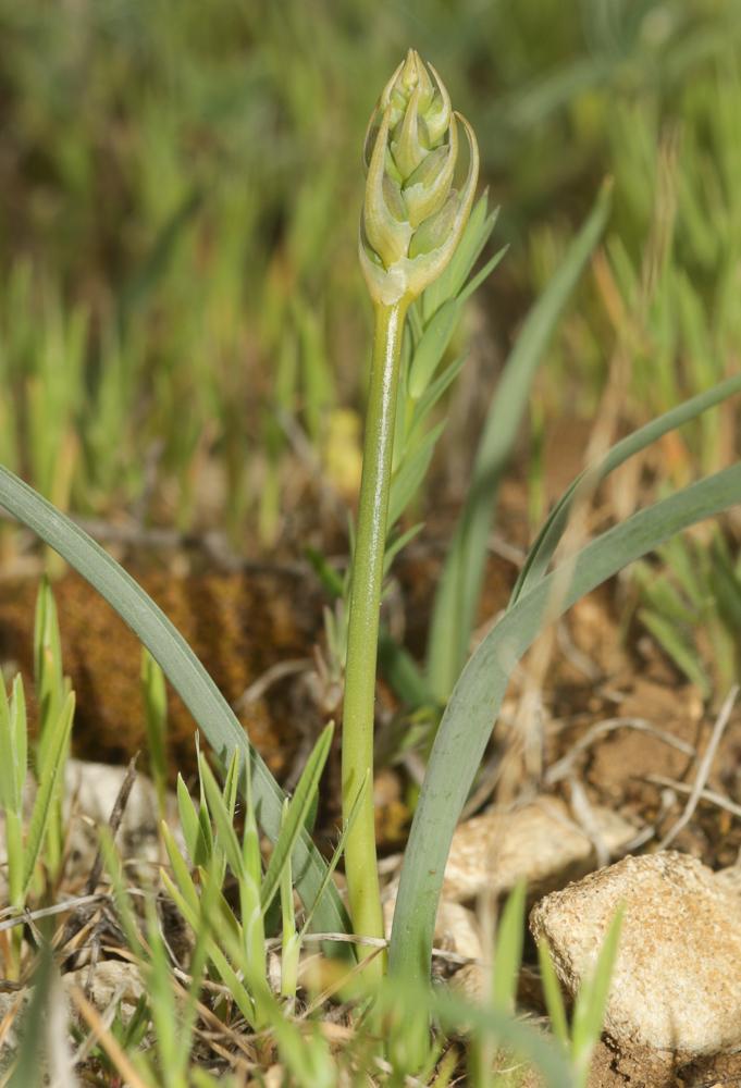 Dipcadi tardif Dipcadi serotinum (L.) Medik., 1790