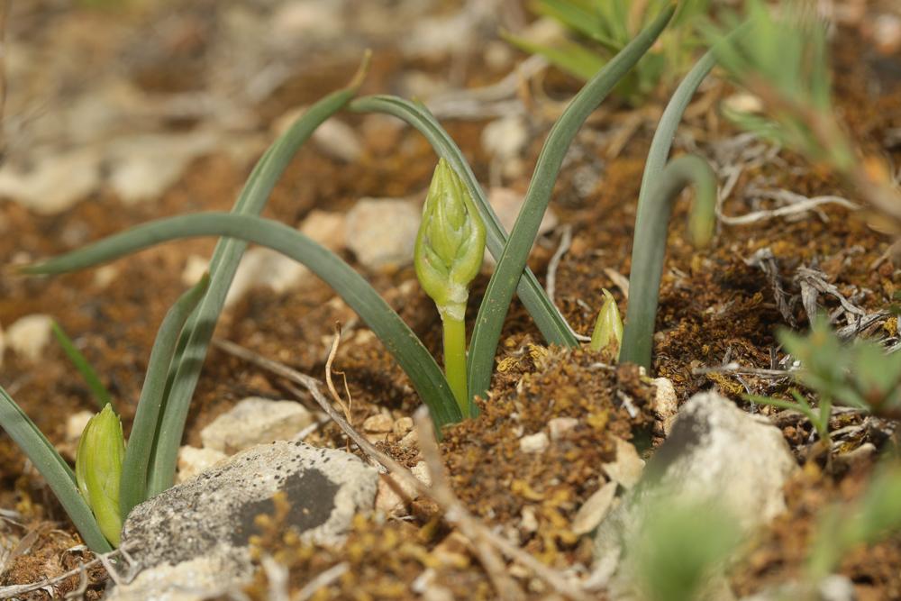 Le Dipcadi tardif Dipcadi serotinum (L.) Medik., 1790