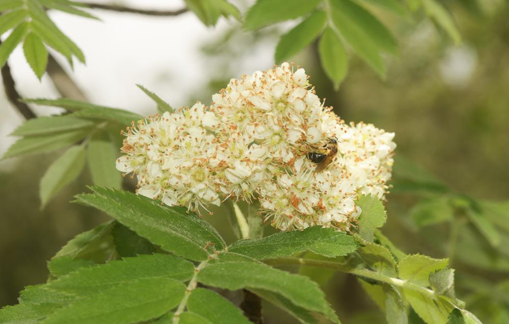 Cormier, Sorbier domestique Sorbus domestica L., 1753
