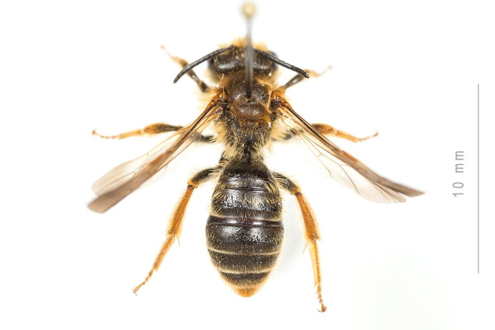  Andrena limbata Eversmann, 1852