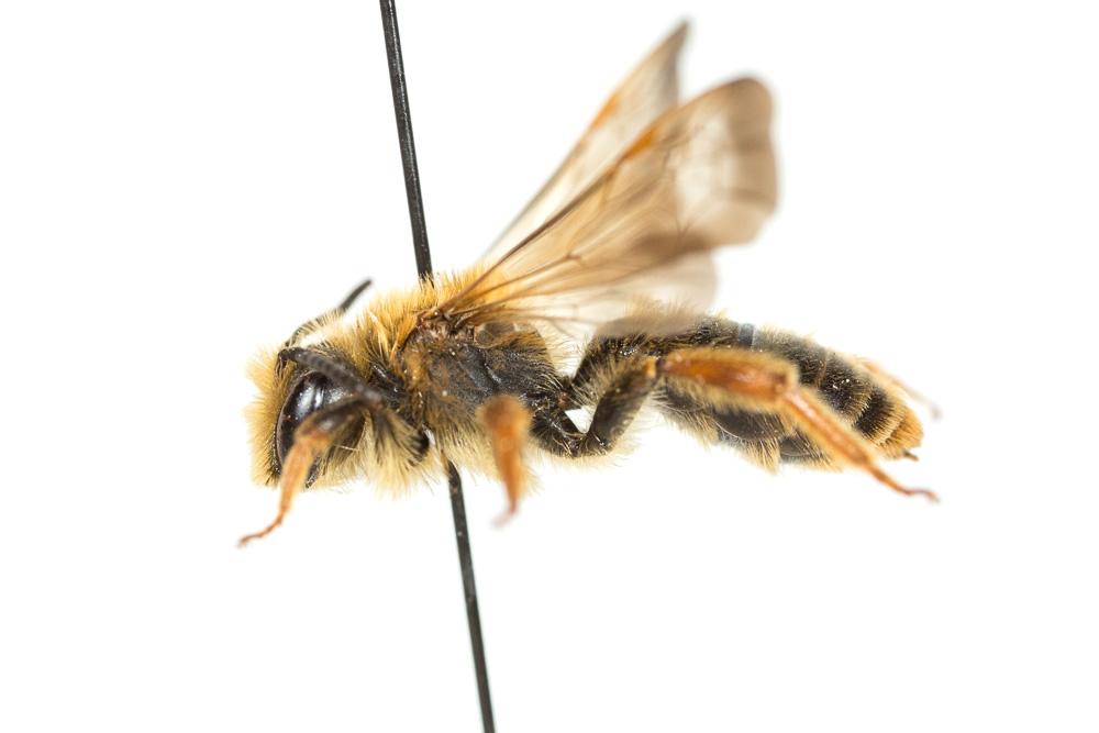 Andrena limbata Eversmann, 1852