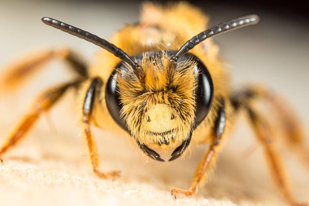 Andrena limbata Eversmann, 1852