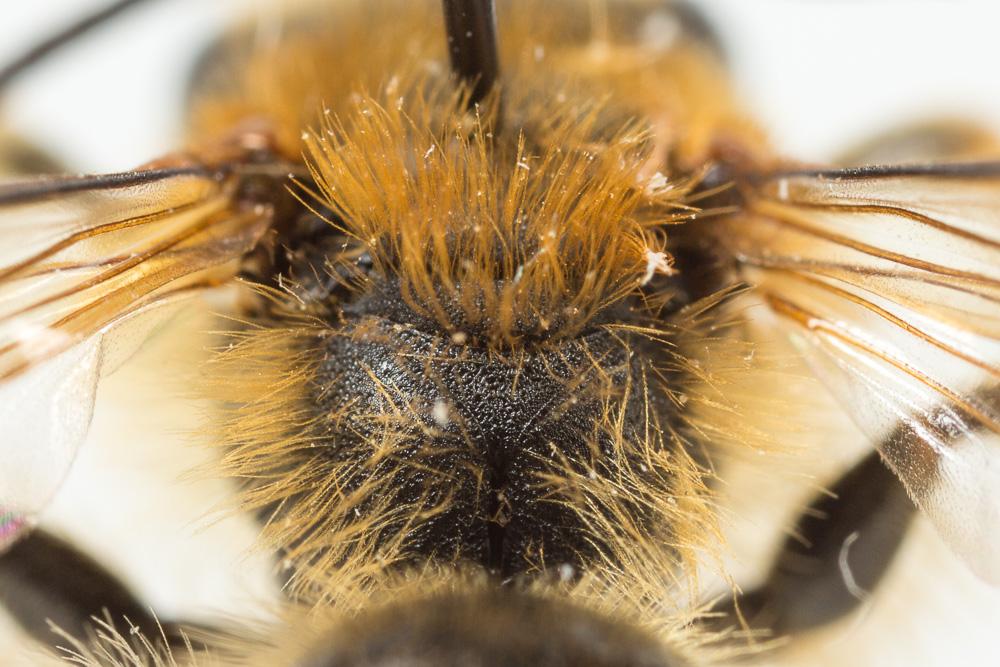  Andrena limbata Eversmann, 1852