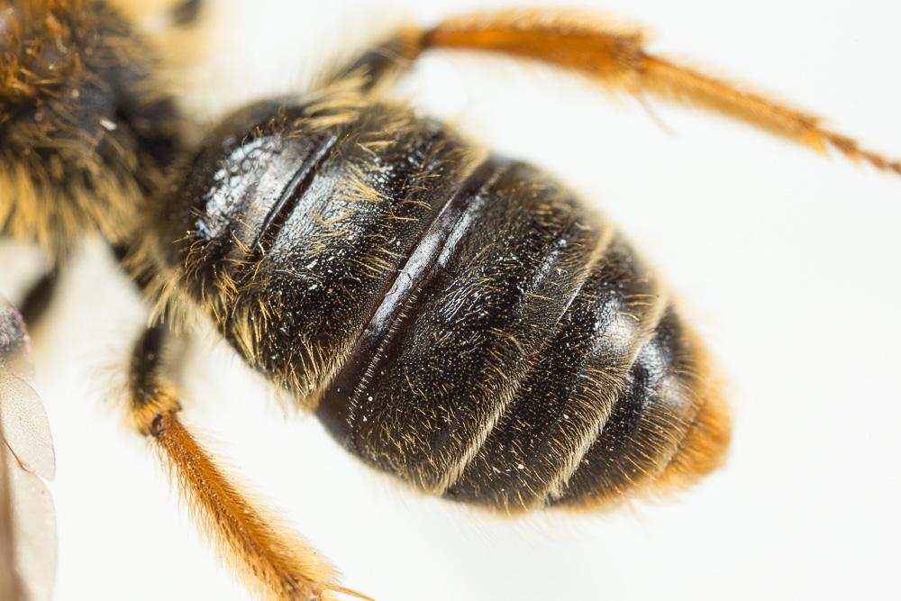 Andrena limbata Eversmann, 1852