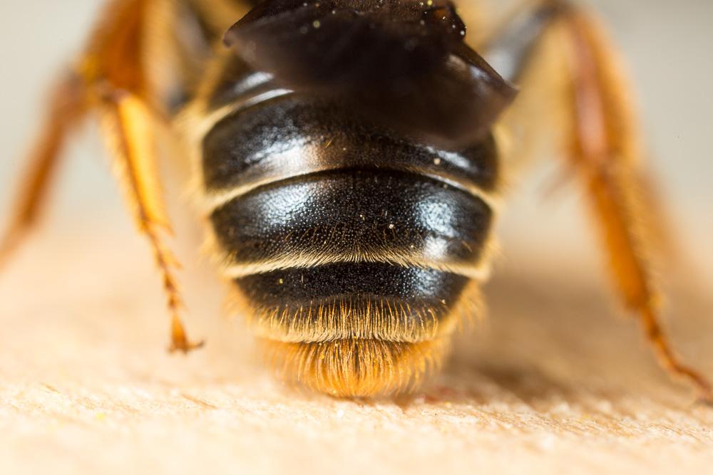 Andrena limbata Eversmann, 1852