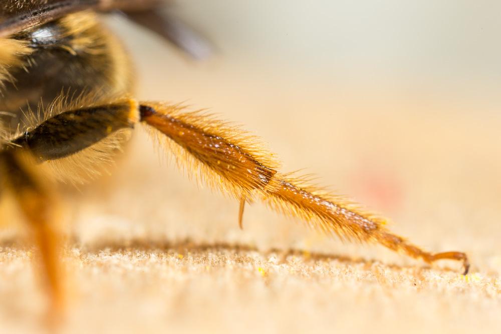 Andrena limbata Eversmann, 1852