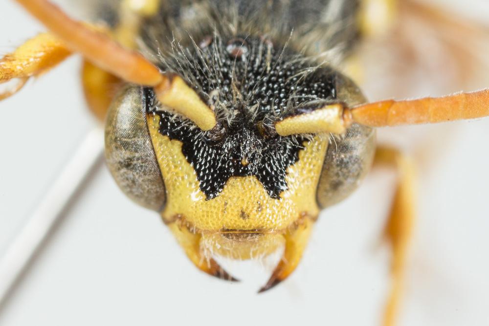 Nomada bifasciata Olivier, 1811