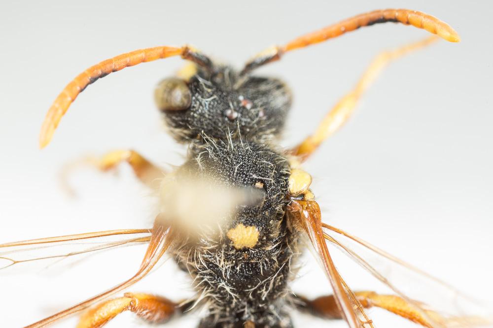  Nomada bifasciata Olivier, 1811