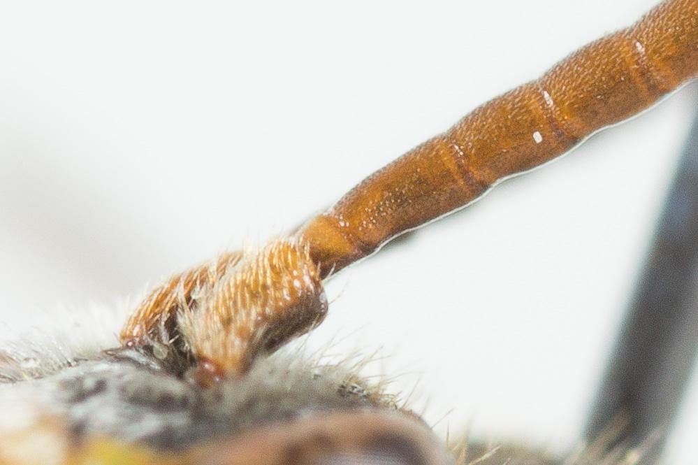 Nomada discrepans Schmiedeknecht, 1882