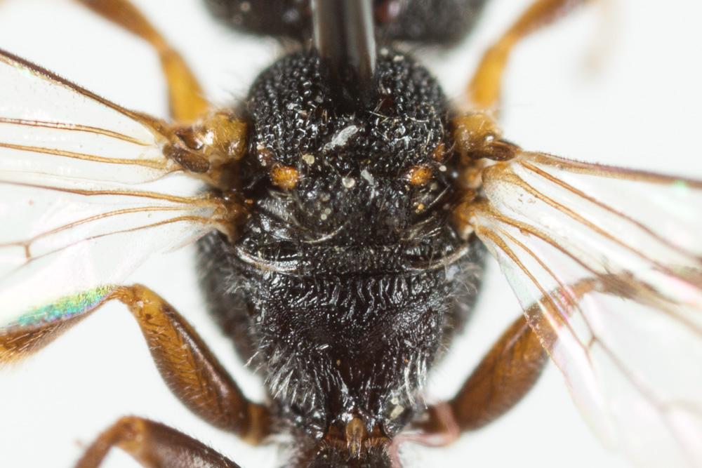  Nomada discrepans Schmiedeknecht, 1882