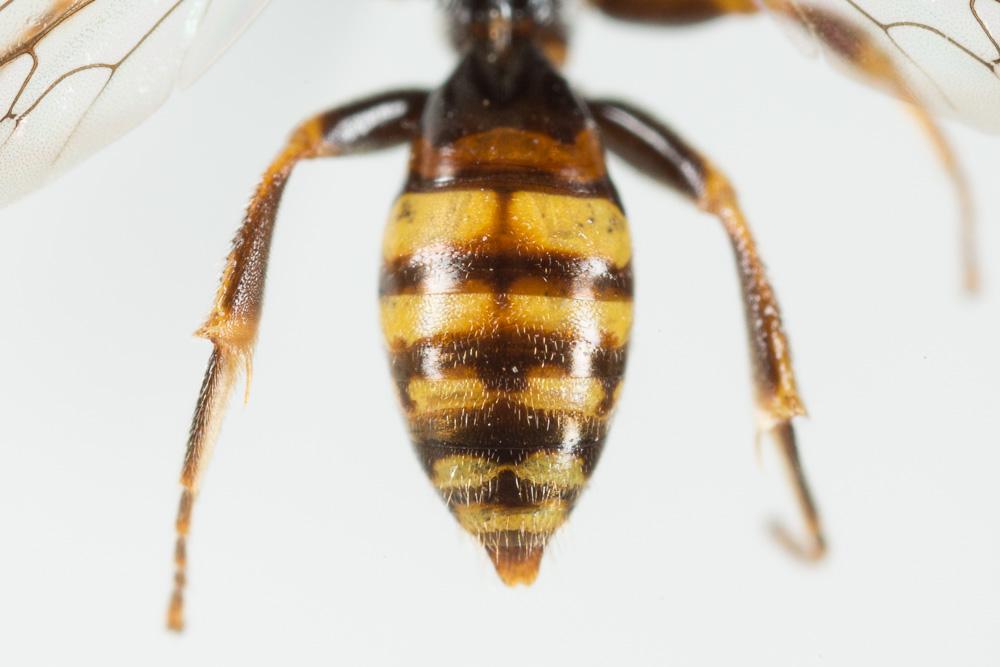 Nomada discrepans Schmiedeknecht, 1882