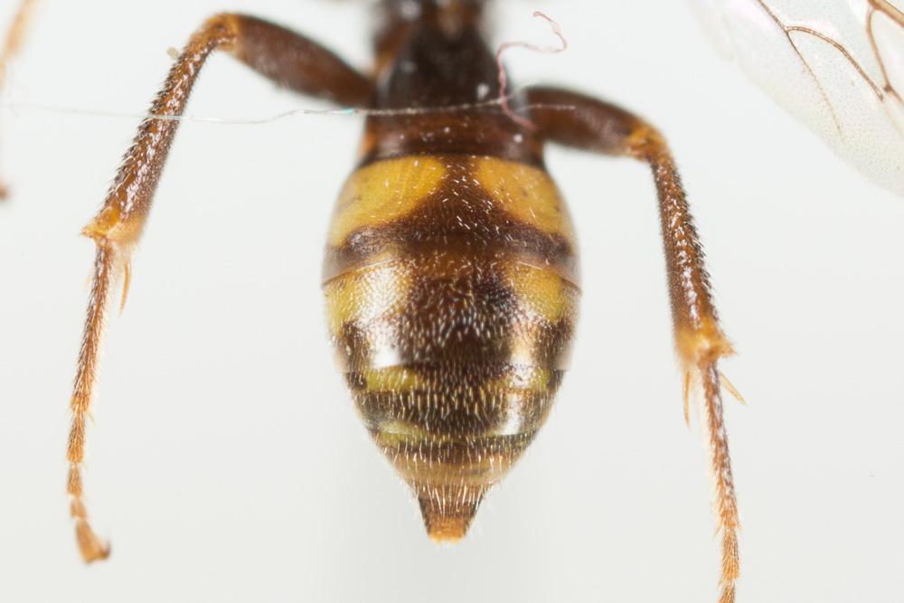 Nomada discrepans Schmiedeknecht, 1882