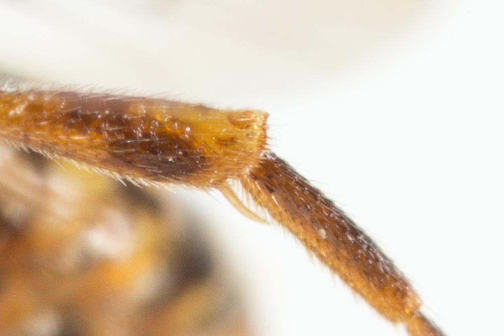  Nomada discrepans Schmiedeknecht, 1882