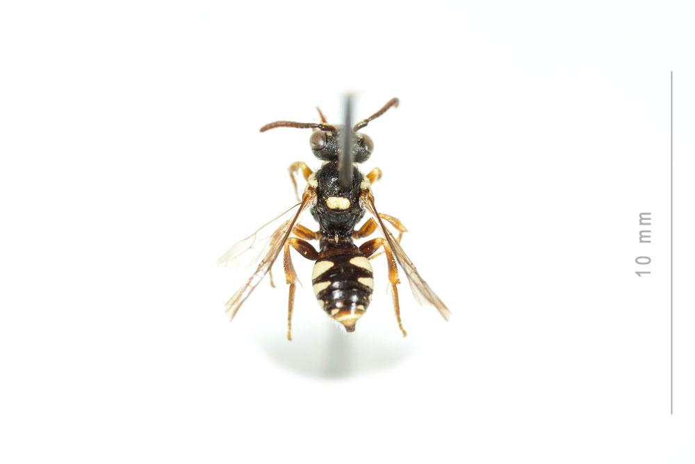 Nomada errans Lepeletier, 1841