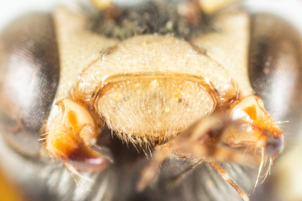 Nomada errans Lepeletier, 1841