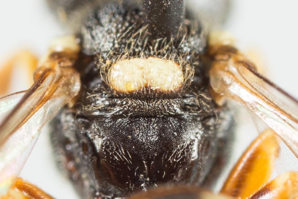  Nomada errans Lepeletier, 1841