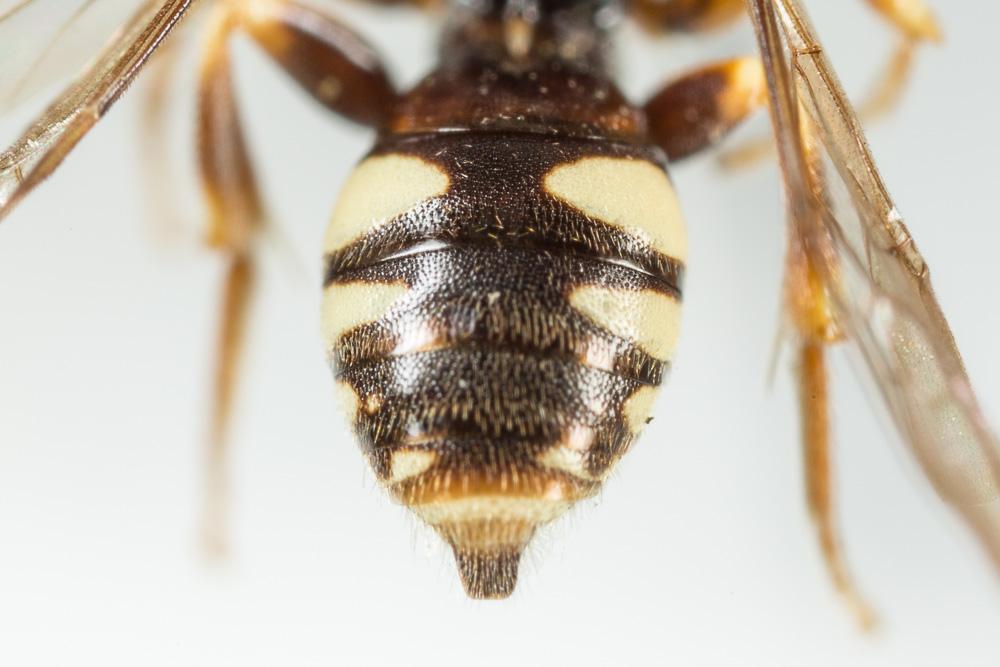 Nomada errans Lepeletier, 1841