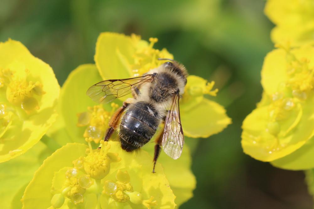 Andrena nigroaenea (Kirby, 1802)