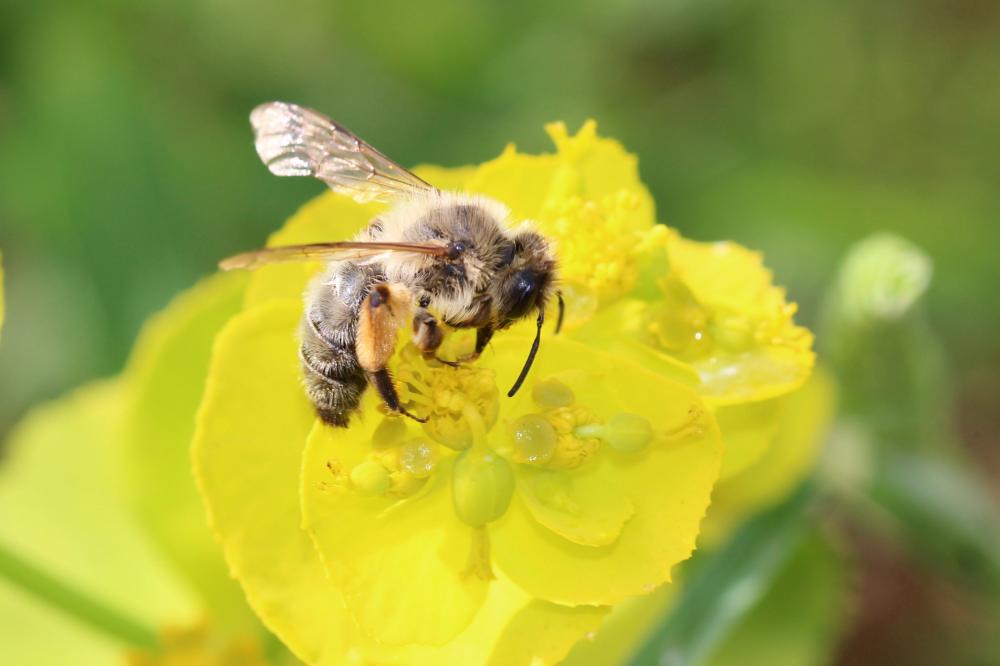 Andrena nigroaenea (Kirby, 1802)