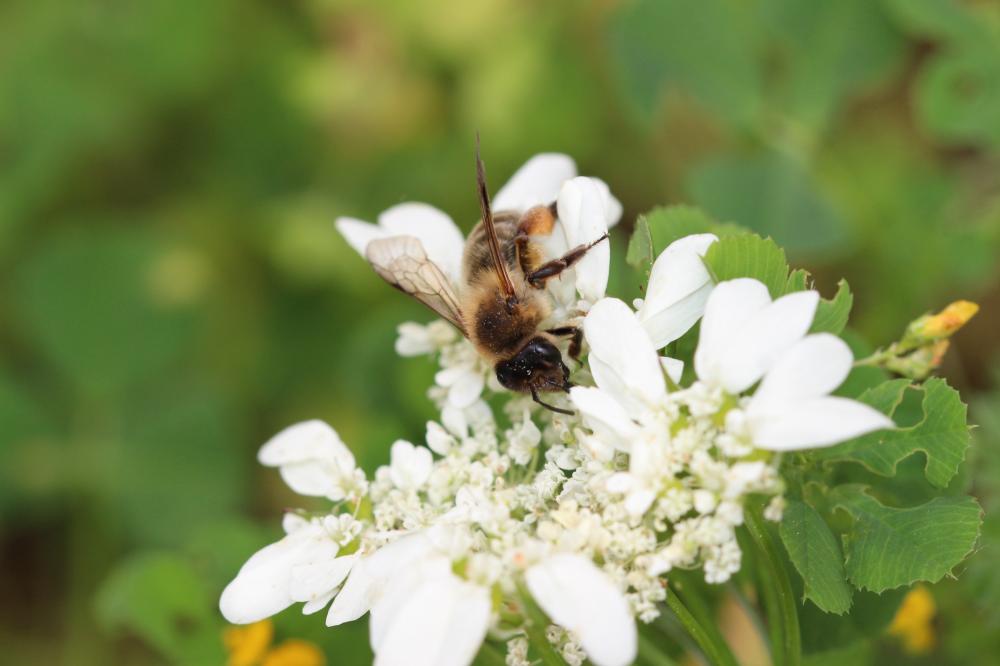  Andrena nigroaenea (Kirby, 1802)