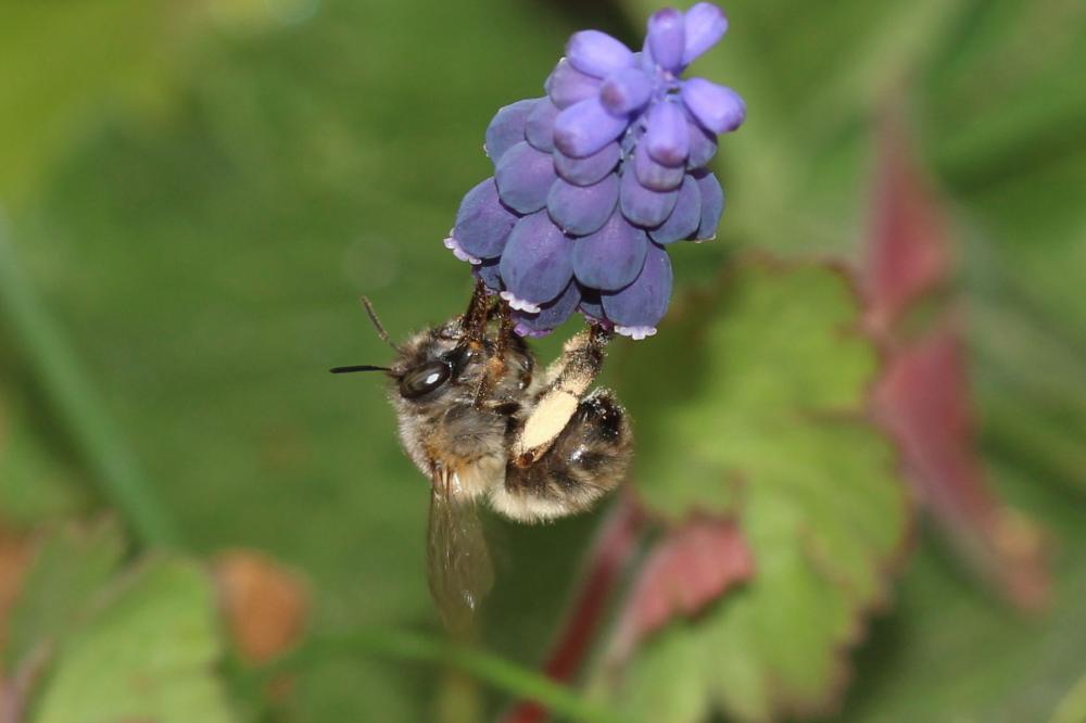 Anthophore commune, Anthophore plumeuse, Anthophor Anthophora plumipes (Pallas, 1772)