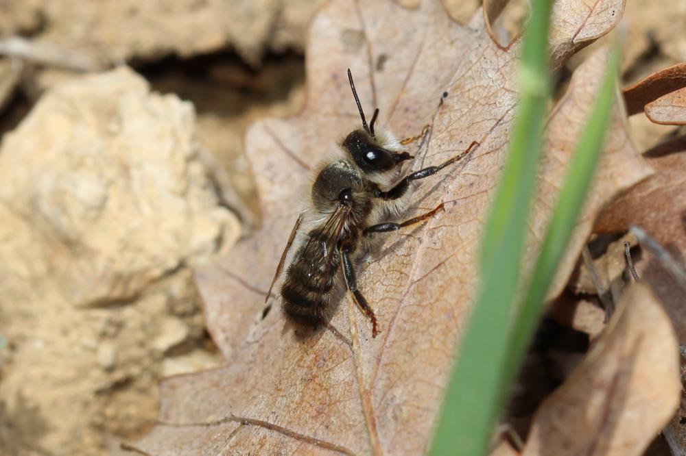  Megachile pyrenaica Lepeletier, 1841