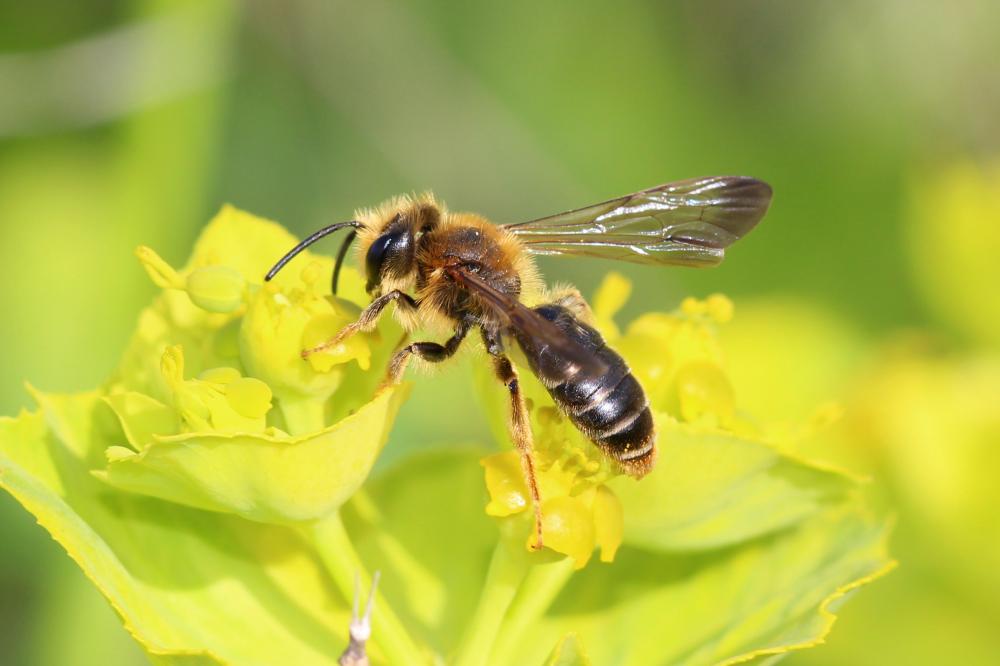 Andrena limbata Eversmann, 1852