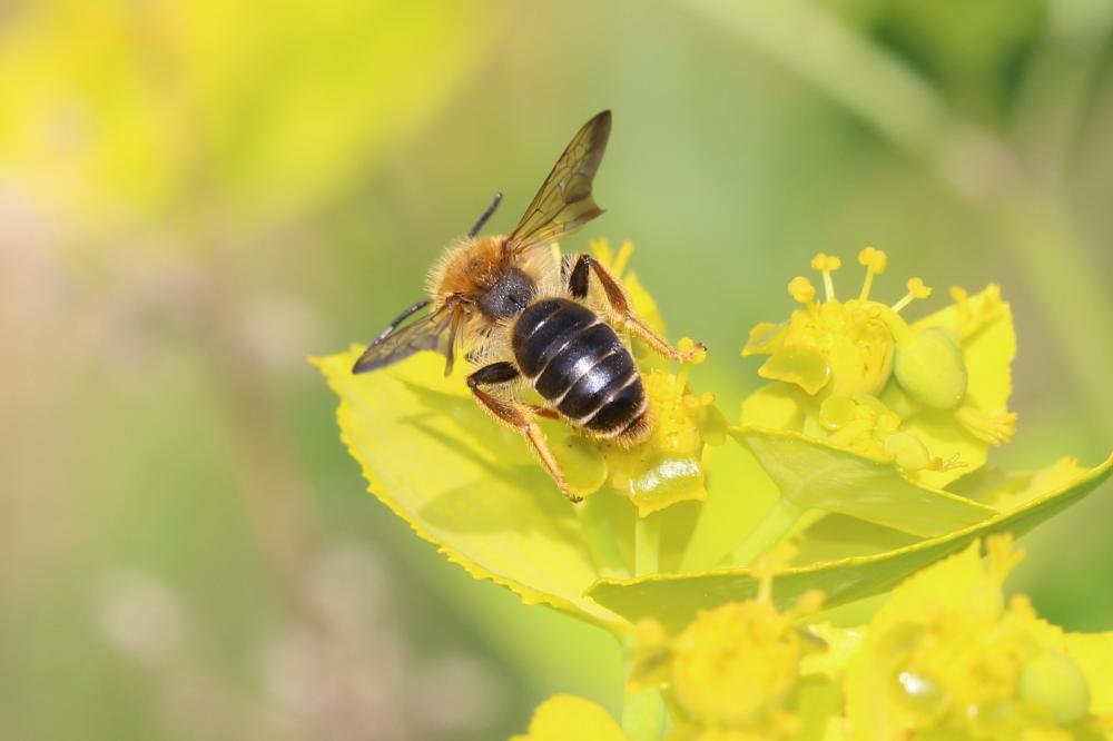 Andrena limbata Eversmann, 1852