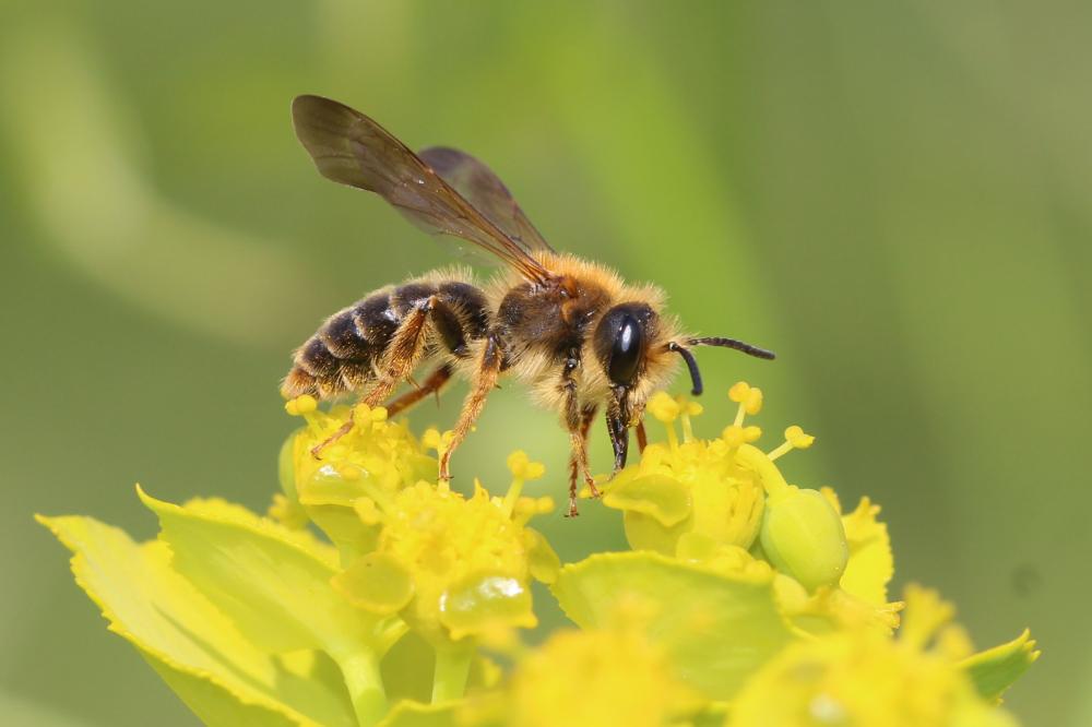 Andrena limbata Eversmann, 1852