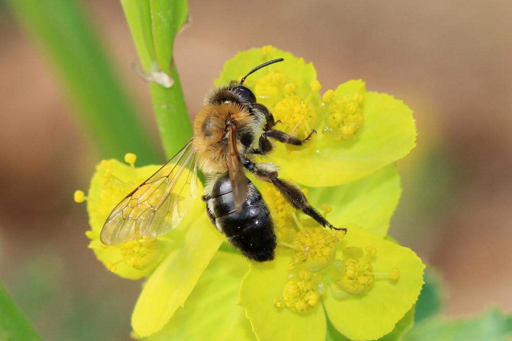 Andrena nitida (Müller, 1776)