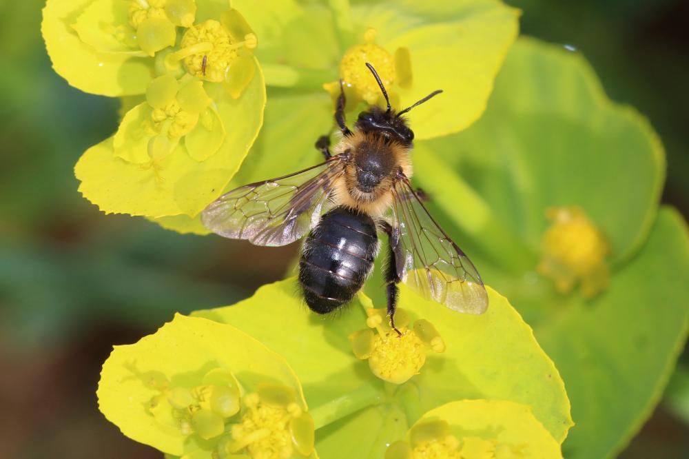 Andrena nitida (Müller, 1776)