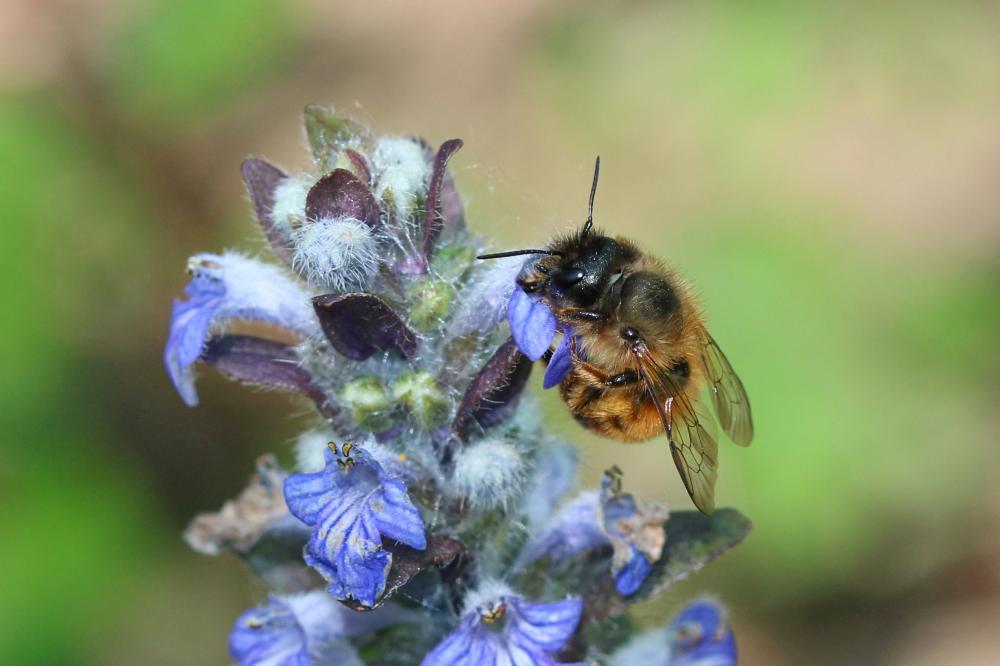 Osmie rousse Osmia bicornis (Linnaeus, 1758)
