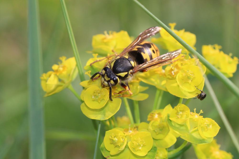 Guêpe germanique Vespula germanica (Fabricius, 1793)
