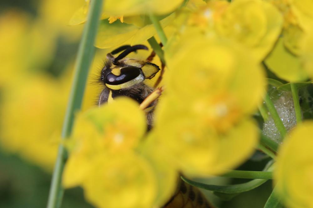 Guêpe germanique Vespula germanica (Fabricius, 1793)
