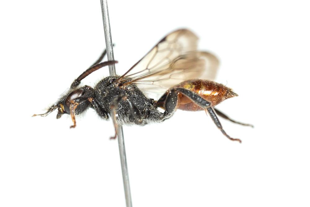 Nomada fabriciana (Linnaeus, 1767)
