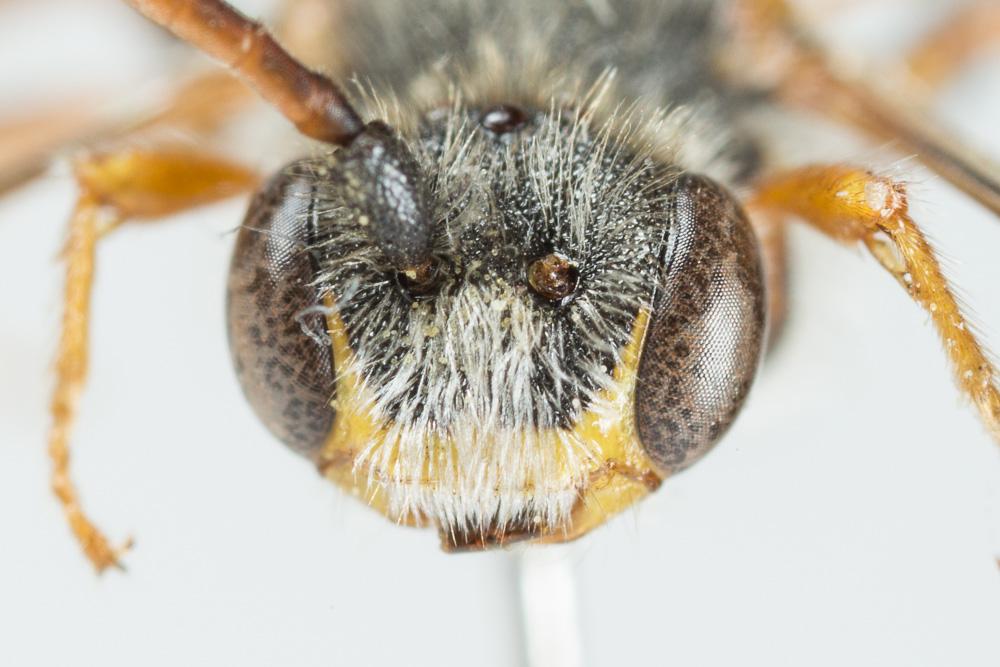 Nomada ferruginata (Linnaeus, 1767)