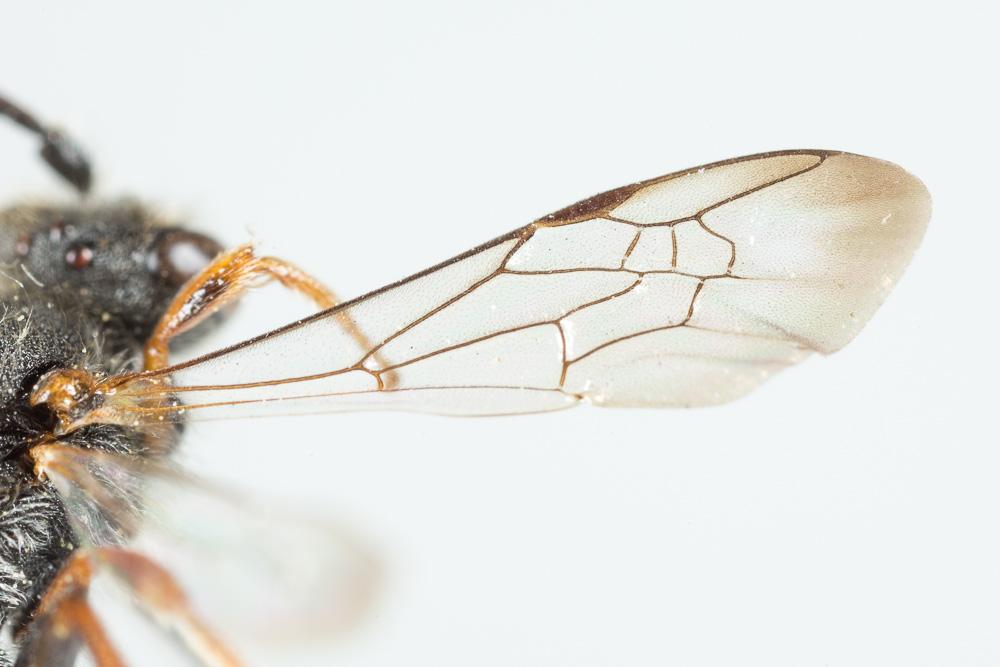  Nomada ferruginata (Linnaeus, 1767)