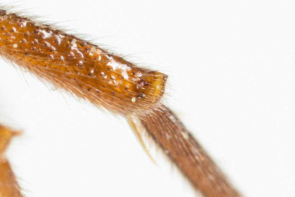  Nomada ferruginata (Linnaeus, 1767)