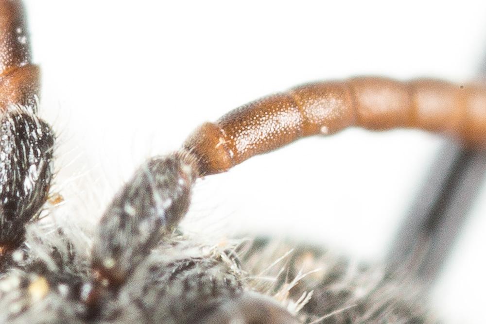 Nomada flavoguttata (Kirby, 1802)