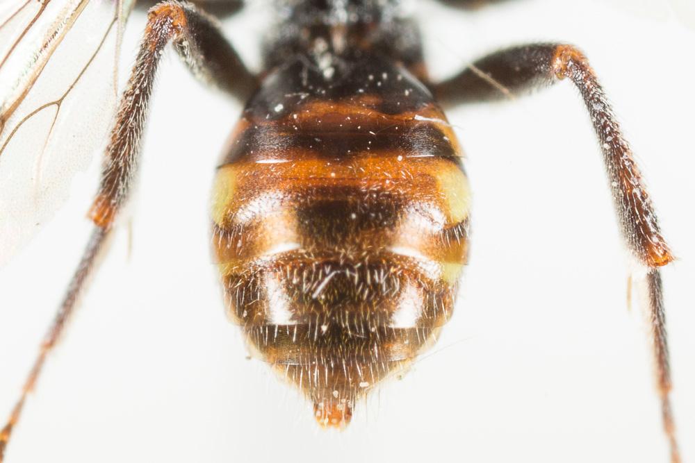  Nomada flavoguttata (Kirby, 1802)