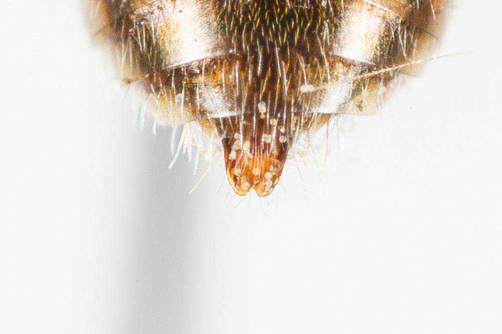  Nomada flavoguttata (Kirby, 1802)