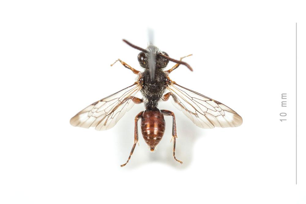 Nomada glaucopis Pérez, 1890