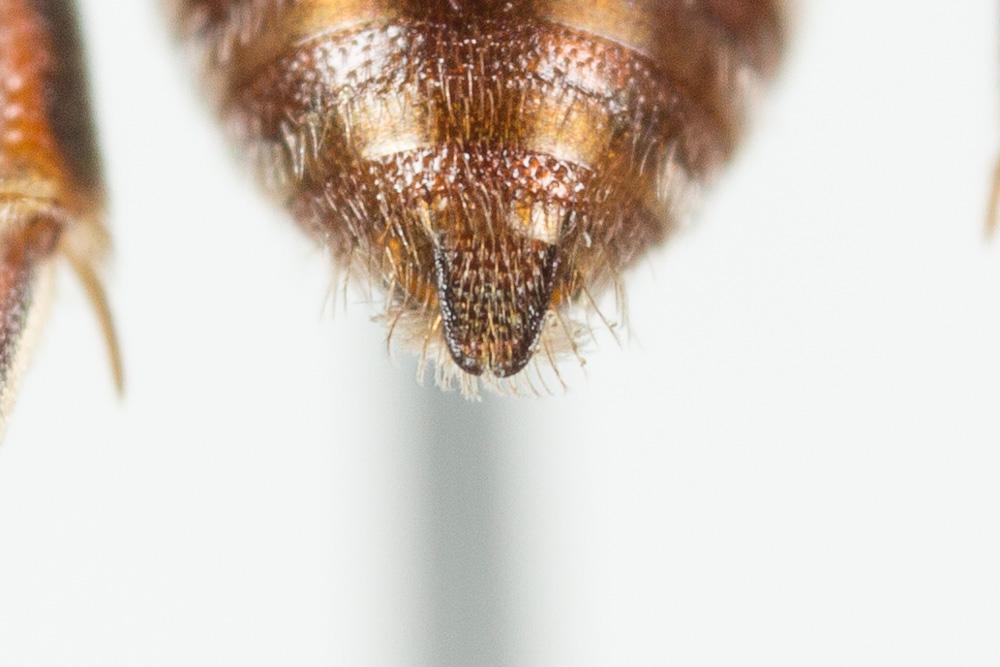  Nomada glaucopis Pérez, 1890