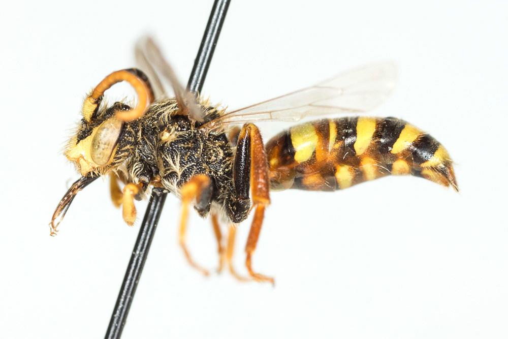  Nomada lathburiana (Kirby, 1802)