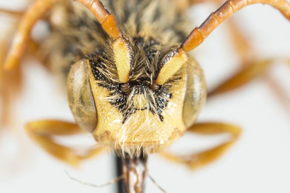 Nomada lathburiana (Kirby, 1802)